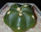 Gymnocalycium_horstii2.jpg