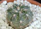 Gymnocamycium_andreae.jpg