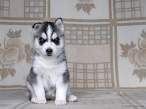 Puppy.jpg