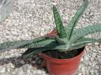 Gasteria_carinata_verrucosa.jpg