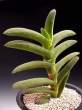 Gasteria_rawlinsonii.jpg