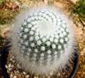 Rebutia_50.jpg