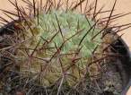 Rebutia_atacata.jpg