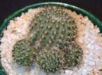 Rebutia_buiningiana.jpg