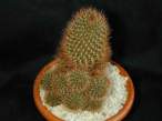 Rebutia_fulviseta.jpg