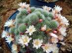 Rebutia_heliosa_hybrid.jpg