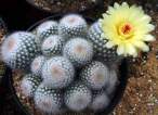 Rebutia_minuscula.jpg