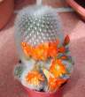 Rebutia_muscula1.jpg
