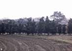 Bunny Trees.jpg