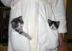 Kitty.jpg