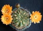 Acanthocalycium thionanthum 07.jpg