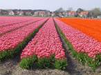 Flowers.jpg