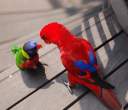 Parrot.jpg