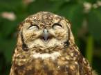 Wink.jpg