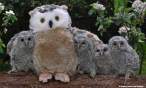 Owls.jpg