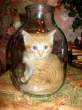 Cute kitty.jpg