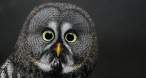 Owl.jpg