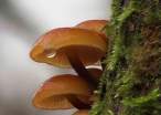 Funghi.jpg