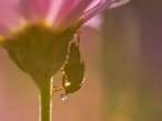 Bee.jpg