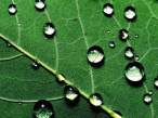 Drops.jpg