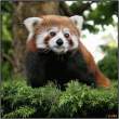 Firefox.jpg