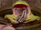Bite.jpg