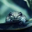 Frog.jpg