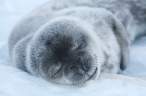 Seal.jpg