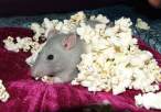 Popcorn.jpg
