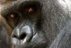 Gorilla.jpg