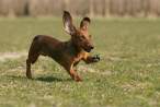 Ears.jpg