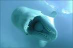 Whale.jpg
