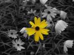 Flower.jpg