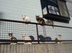Cat family.jpg