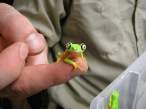 Frogs.jpg