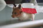 Deer.jpg