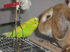 Bunny.jpg