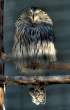 Owl.jpg