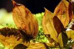 Leaf.jpg