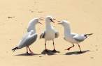 Seagulls.jpg