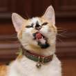 Cat.jpg