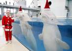 Whales.jpg