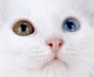 Eyes.jpg