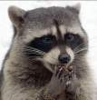 Racoon.jpg