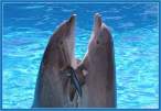 Dolphin.jpg