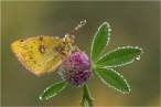 Butterfly.jpg
