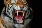 Tiger.jpg
