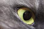 Eye.jpg
