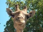Giraffe.jpg