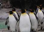 Penguins.jpg